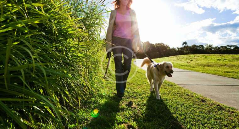 First Dog Walking Pics Of 2017